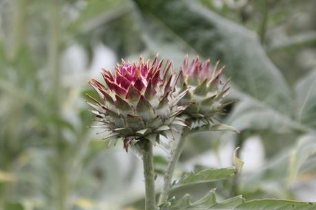 La beauté de Cynara cardunculus