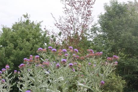 La beauté de Cynara cardunculus