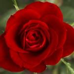 image de rose
