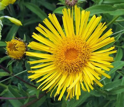 Inule à feuilles de saule (Inula salicina)
