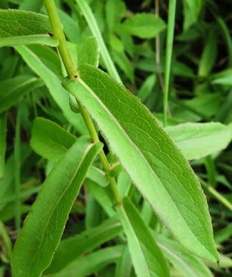 Inule à feuilles de saule (Inula salicina)