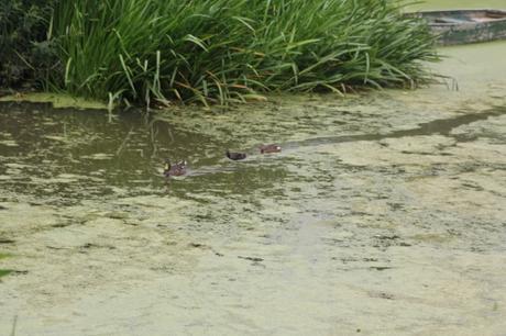 Les canards de Marnay sur Seine