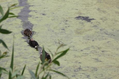 Les canards de Marnay sur Seine