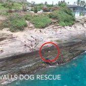 Dramatic moment dog is swept off Hawaii cliff face by gigantic wave