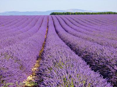 ♡La magie des champs de lavandes♡