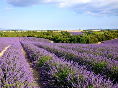 ♡La magie des champs de lavandes♡