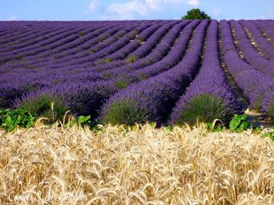 ♡La magie des champs de lavandes♡