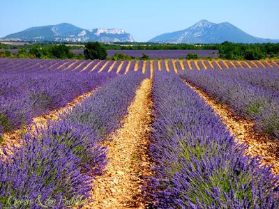 ♡La magie des champs de lavandes♡