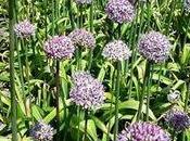 fleurs d'ail d'ornement