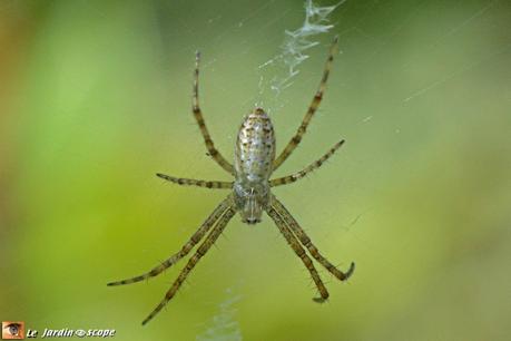 Argiope fasciée • Argiope bruennichi (mâle)