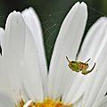 En apesanteur au dessus d'une marguerite...