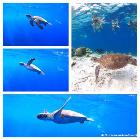 À la rencontre des tortues, Klein Bonaire - 2011 (Crédits photos : Woodwind Snorkel and Sailing)