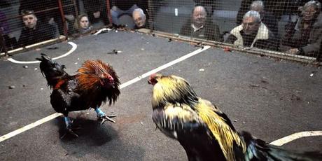 Un combat de coq à Saint-Amand-les-Eaux, dans le nord de la France, le 13 janvier 2013.