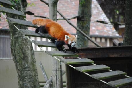 (12) Le Panda Roux.