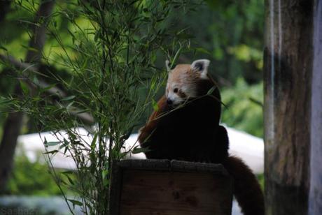 (7) Ying, le mâle panda roux.