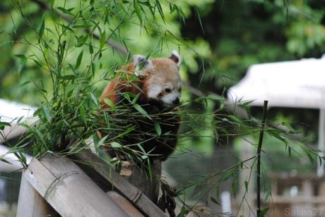 (30) Le Panda Roux.