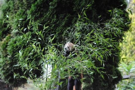 (4) Le Panda Roux.