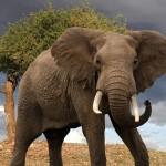 image de elephant