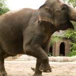 image de elephant