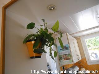 Deux plantes déménagent !