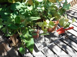 Deux plantes déménagent !