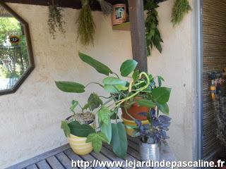 Deux plantes déménagent !