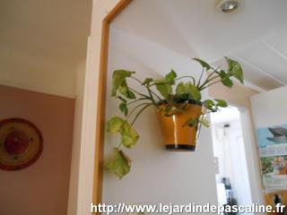 Deux plantes déménagent !