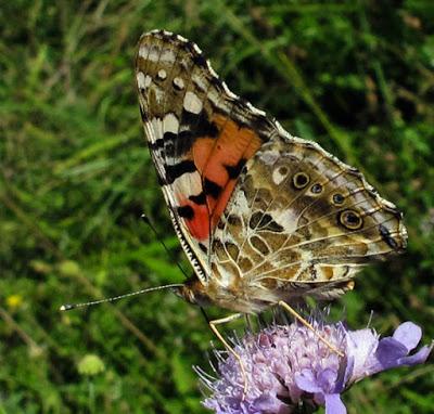 Belle dame (Vanessa cardui)