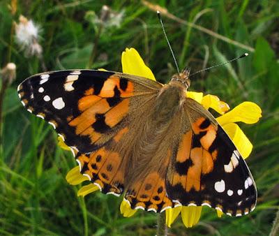 Belle dame (Vanessa cardui)