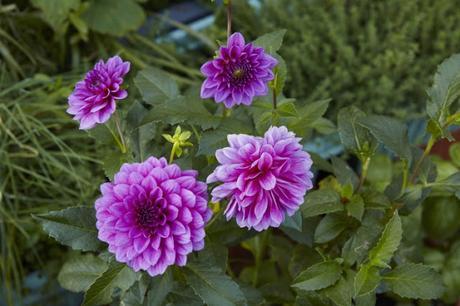 Un jardin sur le toit à NYC