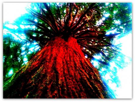 sequoia_sablieres-r18088.jpg