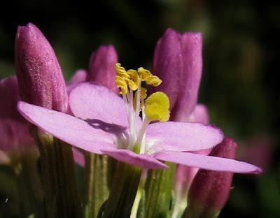 Erythrée petite centaurée (Centaurium erythraea)
