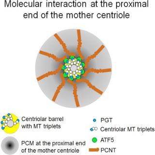 #Cell #centriole #ATF5 #centrosome ATF5 connecte le matériel péricentriolaireà l’extrémité proximale du centriole mère