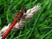 Libellule rouge sang (Sympetrum sanguineum)
