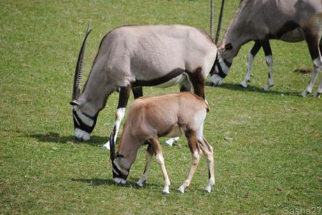 (10) L'oryx.