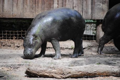 (7) L'hippopotame nain.