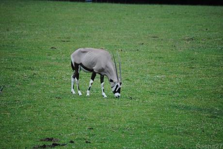 {au cerza (3)} La Plaine Africaine & les Animaux Africains. (1) L'oryx.