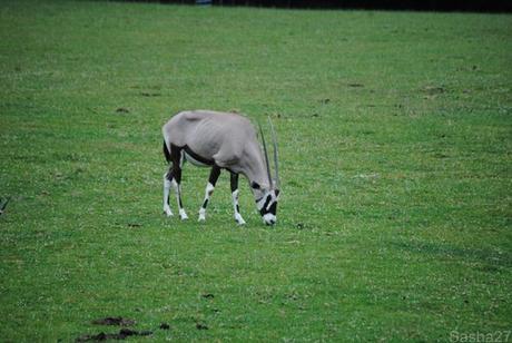 (1) L'oryx.