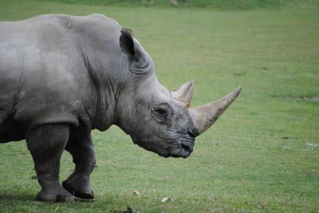 (7) Le rhinocéros blanc.