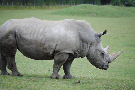 (8) Le rhinocéros blanc.