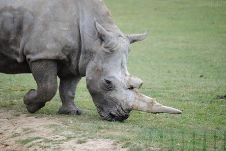 (2) Le rhinocéros blanc.