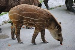 {animal de la semaine} Le tapir terrestre.