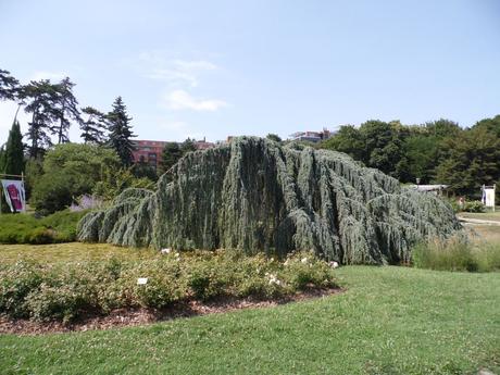 France-Lyon-La roseraie