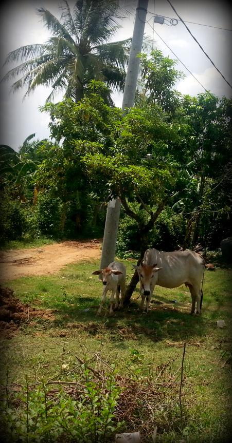 Battambang Cambodge