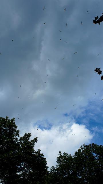 Petit coin du ciel Petit coin du ciel