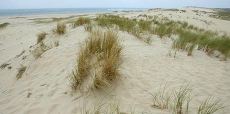 Littoral : pourquoi ne faut-il pas marcher sur les dunes ?