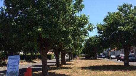 Non à l'abattage des arbres de la place New Rochelle à La Rochelle !
