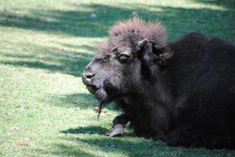 (3) Les bisons.