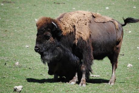 (5) Les bisons.
