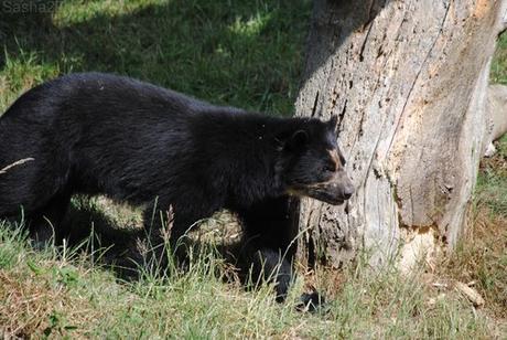 (4) L'ours à lunettes.